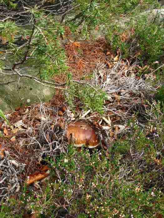  Image name: 253 Porcino.jpg 
 width: 525 pixel 
 height: 700 pixel 
 Size: 50201 bytes 
 Click to enlarge 